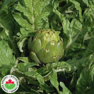 Artichoke Thumbnail